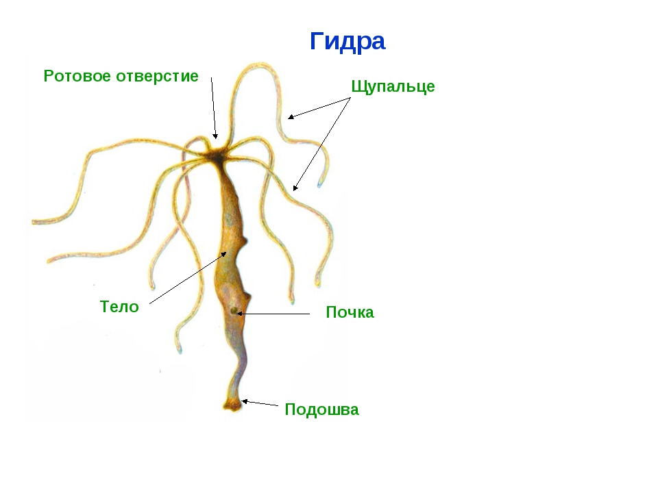 Kraken площадка